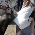 The terrifying moment a little girl gets pulled into the water by a sea lion