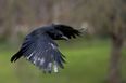 There’s a lone crow attacking people in Cork