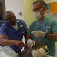 Surgeons stitch up beloved stuffed toy for special needs patient