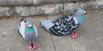 A blogger made these delightful pigeon shoes at home – and now you can too