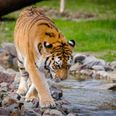 Cambridgeshire zoo says tiger will not be put down after attack