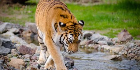 Cambridgeshire zoo says tiger will not be put down after attack