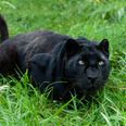 Warning issued after ‘panther’ reportedly spotted in Irish town