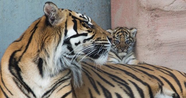 Newborn Tiger cubs. : r/aww