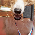 The winner of the World’s Ugliest Dog competition has been crowned