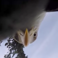 This eagle stole a GoPro and the footage is incredible