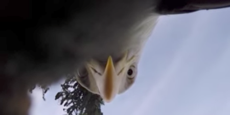 This eagle stole a GoPro and the footage is incredible