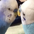 This parrot is all of us trying to get the attention of someone we fancy