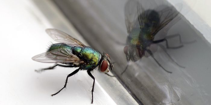 fly house flies fly infestation Ireland
