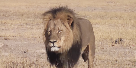 Cecil the lion’s six-year-old son Xanda has been killed by a big game hunter