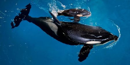 A massive loss: the last orca born in captivity has died at SeaWorld