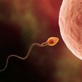 Public health warning as sperm counts decline
