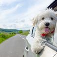 [CLOSED] Win a luxury stay at Castlemartyr Hotel and don’t forget your pup