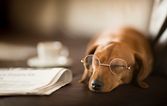 This woman mistook a leather bag for a sleeping dog and the pic is gas