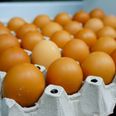 Contaminated eggs supplied to Irish food businesses, says FSAI