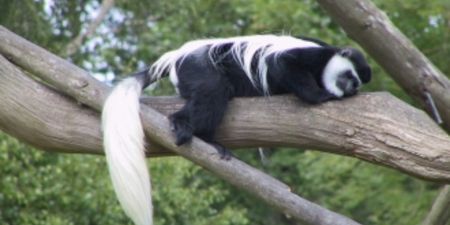 A monkey has escaped Fota Wildlife Park and is on the loose in Cork