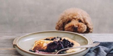 This October you can brunch with YOUR DOG in Dublin