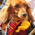Sausage dogs are competing in a costume parade and it’s TOO cute