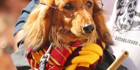 Sausage dogs are competing in a costume parade and it’s TOO cute