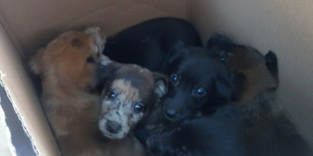 These 10 abandoned puppies were found in cardboard boxes