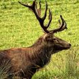 Motorists warned about ‘sex-crazed’ deer on rampage in Ireland