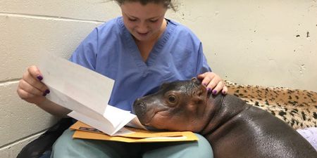 Fiona the hippo gets asked out on Twitter by fellow hippo and it’s too cute