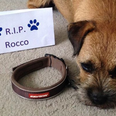 People are taking the collars off their pets as a tribute to this dead dog