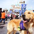 Public service announcement: You can now bring your DOG to Disneyland