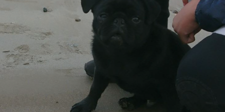 A pug was stolen from a child outside a supermarket in Wexford