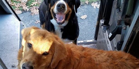 These delivery drivers have a Facebook group for all the cute dogs they meet