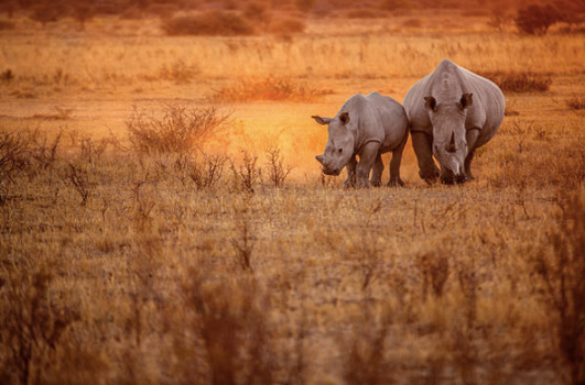 rhino