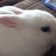 This daily rabbit-themed Twitter account will change your life