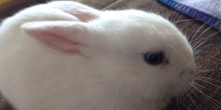 This daily rabbit-themed Twitter account will change your life