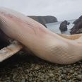 A 20-foot beached whale has been discovered on Árainn Mhór Island