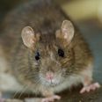 Kerry county council investigating reports of rats swinging from trees