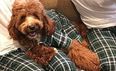 You can now get matching dog and human PJs and our day has been made
