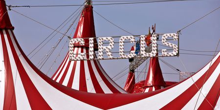 Circuses in Ireland will be banned from using wild animals from January