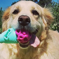 This Irish start up created the perfect toy for high energy dogs