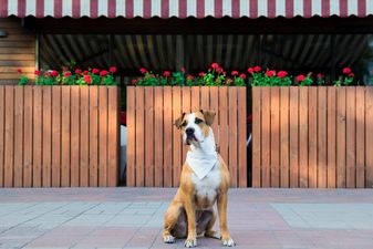This Dublin bar will let your dog sit with you while you have a glass of wine