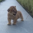 This baby lion is learning to roar and it is the sweetest thing in the world