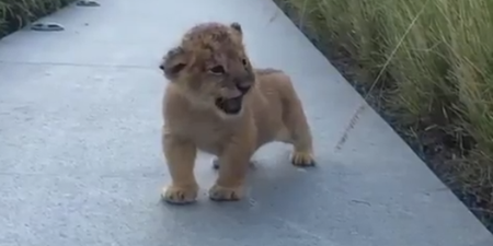 This baby lion is learning to roar and it is the sweetest thing in the world