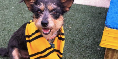 This shelter sorts dogs into Hogwarts houses to help get them adopted