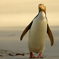 The striking yellow-eyed penguin is about to become extinct