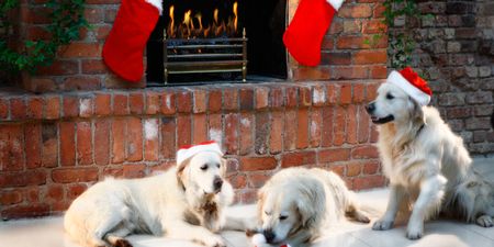 A special Santa’s grotto has opened just for dogs, and it’s the purest thing we’ve ever seen
