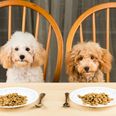 Hurrah! You can now bring your pets to restaurants with you