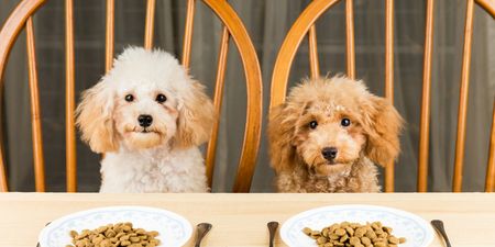 Hurrah! You can now bring your pets to restaurants with you