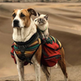 This cat and dog are BFF travel buddies and they’re just peak adorable