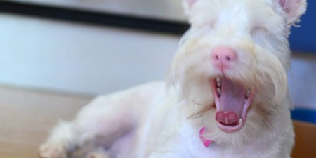 This albino pup wears sunglasses because too much light could kill him