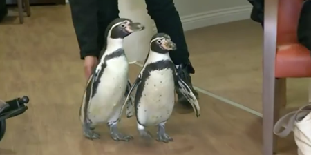 These penguins’ job is visiting elderly people in care homes and it’s lovely