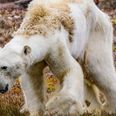 ‘Slow, painful death’: This video of one starving polar bear is devastating to see